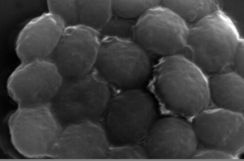 Yeast