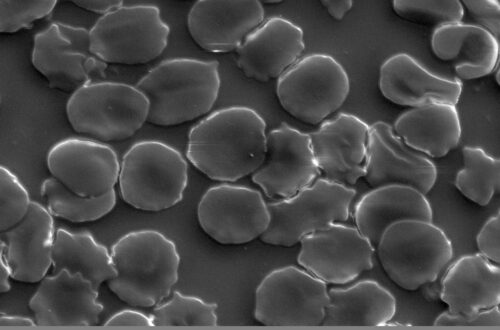 Red blood cell